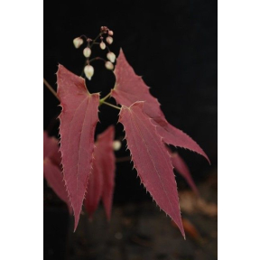 Epimedium wushanense 'Sandy Claws' - Sandy Claws Wushan Fairy Wings