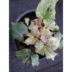 Helleborus argutifolius 'Pacific Frost' - Pacific Frost Hellebore