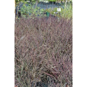 Andropogon gerardii 'Red October' - Red October Big Bluestem
