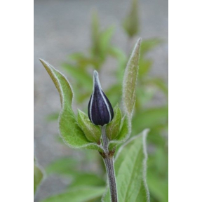 Clematis integrifolia - Solitary Clematis