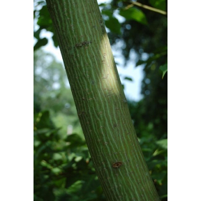 Acer davidii - David Maple