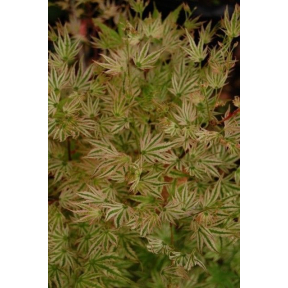 Acer palmatum 'Alpenweiss' - Alpenweiss Japanese Maple