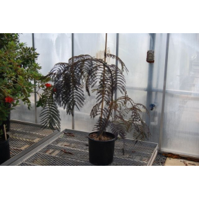 Albizia julibrissin 'NCAJ1' Chocolate Fountain™ PP 25813 - Chocolate Fountain™ Mimosa Tree