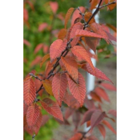 Carpinus caroliniana 'J.N. Upright' Firespire™ - Firespire Ironwood