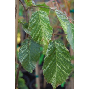 Carpinus betulus 'Foliis Argenteovariegatis Pendula' - European Hornbeam 