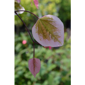 Cercis canadensis 'NCCC1' PP 27712 - Carolina Sweetheart® Eastern Redbud