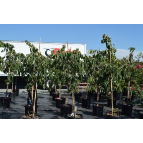 Diospyros virginiana 'JN5' PP 25689 - Magic Fountain™ American Persimmon
