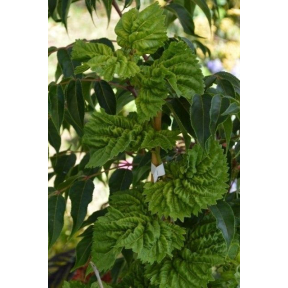 Morus alba 'Ho-O' - Ho-o White Mulberry