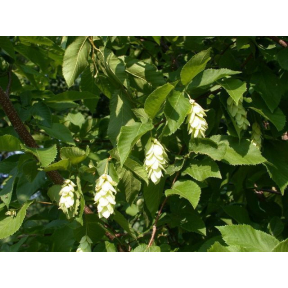 Ostrya virginiana - American Hophornbeam