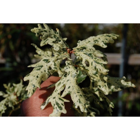 Quercus robur 'Furst Schwarzenberg' - Furst Schwarzenberg English Oak