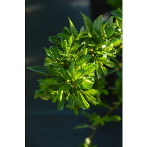Ulmus parvifolia 'Yatsubusa' - Yatsubusa Lacebark Elm