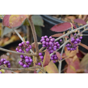 Callicarpa japonica x '05-132' Plump & Plentiful™ Purple Giant - Plump & Plentiful™ Purple Giant Japanese Beautyberry