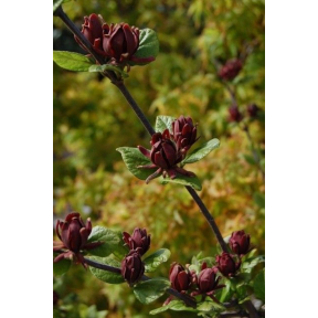 Calycanthus floridus 'Edith Wilder' - Edith Wilder Sweetshrub