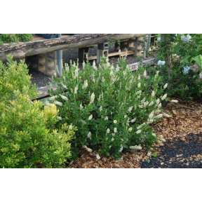 Clethra alnifolia 'Sixteen Candles' - Sixteen Candles Summersweet Clethra