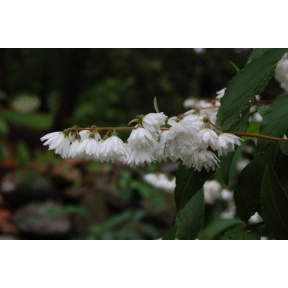 Deutzia scabra - Fuzzy Deutzia