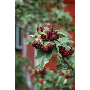 Hibiscus syriacus 'Purpureus Variegatus' - Purpureus Variegatus Rose-of-Sharon
