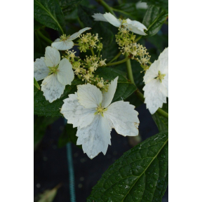 Hydrangea angustipetala 'Mon Long Shou' 