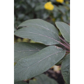 Hydrangea aspera var. villosa 'Burgundy Bliss' - Burgundy Bliss Rough Leaf Hydrangea