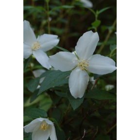 Philadelphus microphyllus ‘Desert Snow’ - Desert Snow Mockorange