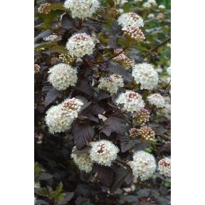 Physocarpus opulifolius 'Monlo' - Monlo Ninebark