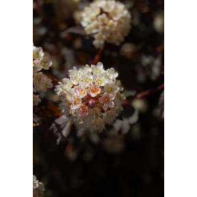 Physocarpus opulifolius 'Seward' PP 14821 - Seward Ninebark
