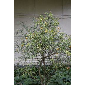 Poncirus trifoliata 'Flying Dragon' - Flying Dragon Hardy Orange