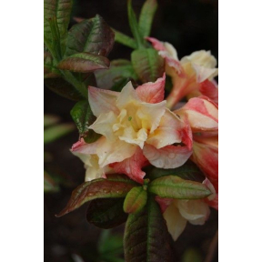 Rhododendron x 'Cannon's Double' - Cannon's Double Hybrid Rhododendron