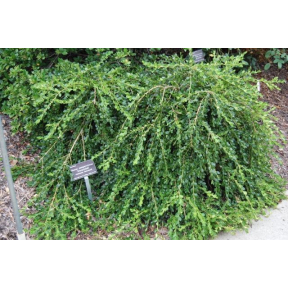 Buxus sempervirens 'Unraveled' - Unraveled Boxwood