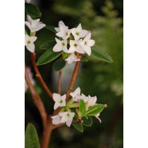 Daphne tangutica - Daphne