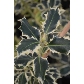Ilex aquifolium 'Scotch'- Scotch English Holly 