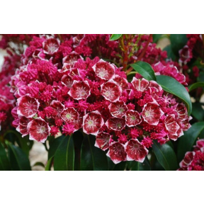 Kalmia latifolia 'Keepsake' - Keepsake Mountain Laurel