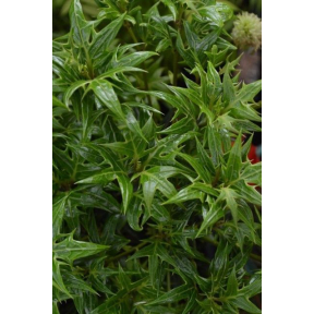 Osmanthus heterophyllus 'Sasaba' - Sasaba Holly Osmanthus 