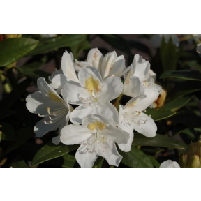 Rhododendron x 'Chionoides' - Chionoides Rhododendron