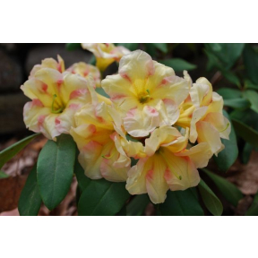 Rhododendron x 'Jenny Tabol' - Jenny Tabol Rhododendron