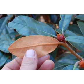 Rhododendron x 'Teddy Bear' - Teddy Bear Rhododendron