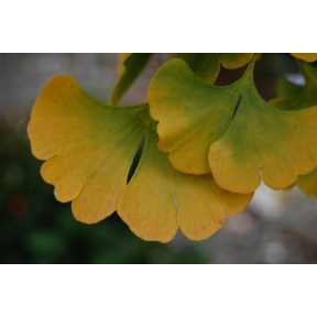 Ginkgo biloba - Ginkgo