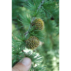 Larix kaempferi - Japanese Larch