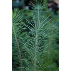 Larix laricina - Eastern Larch