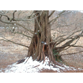 Metasequoia glyptostroboides - Dawn Redwood