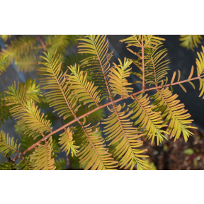 Metasequoia glyptostroboides 'All Bronze' - All Bronze Dawn Redwood 