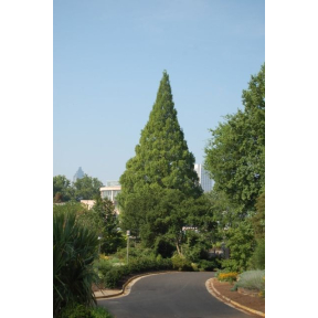 Taxodium distichum - Bald Cypress