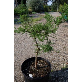 Taxodium distichum 'Little Twister' - Little Twister Bald Cypress
