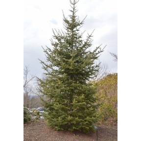 Abies balsamea - Balsam Fir