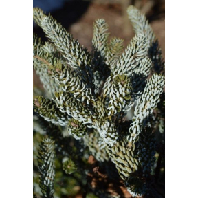 Abies koreana 'Silver Show' - Silver Show Korean Fir 