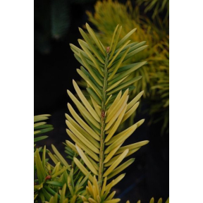 Cephalotaxus harringtonia 'Gold Splash'- Gold Splash Japanese Plum Yew 