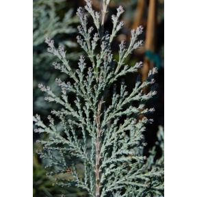 Chamaecyparis lawsoniana 'Pembury Blue' - Pembury Blue Lawson’s False Cypress
