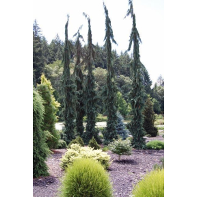 Chamaecyparis nootkatensis 'Green Arrow' - Green Arrow Alaskan Cedar 