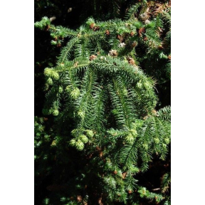 Cunninghamia lanceolata - China Fir 