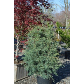 Cupressus arizonica var. glabra 'Carolina Sapphire'- Carolina Sapphire Arizona Cypress 