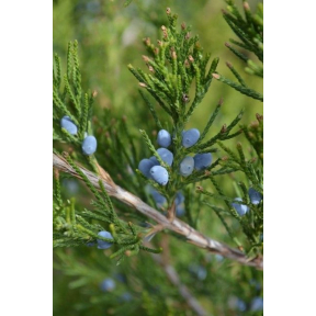 Juniperus virginiana 'Canaertii' - Canaertii Eastern Red Cedar